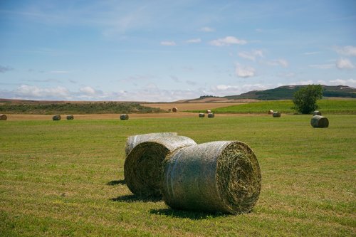 palencia  mowing  field