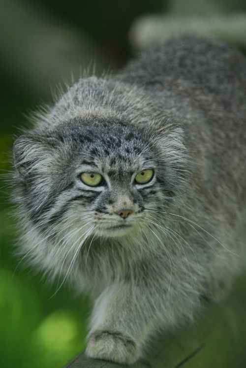 pallas cat manul wild cat