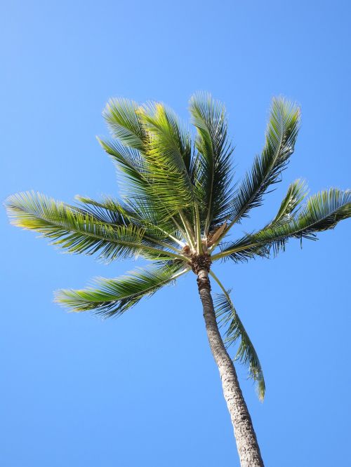 palm tree blue