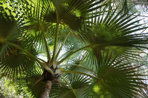 palm summer holiday