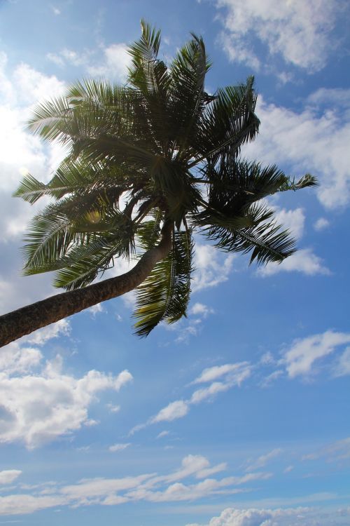 palm summer holiday