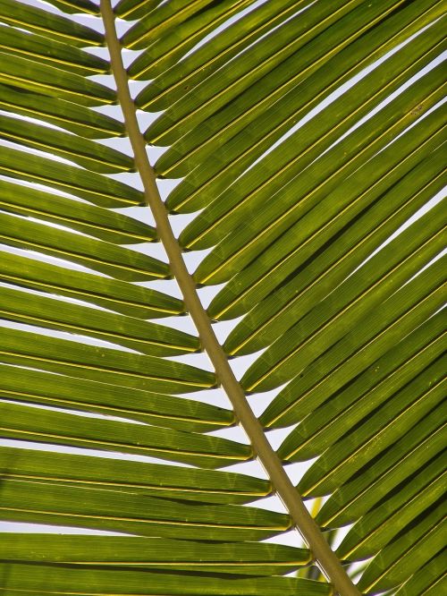 palm frond leaf