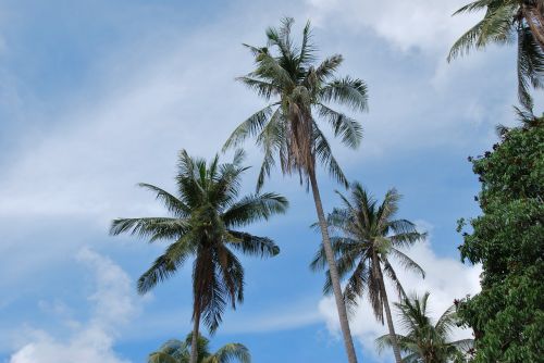 palm asia palm trees