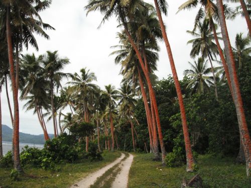 palm trees path