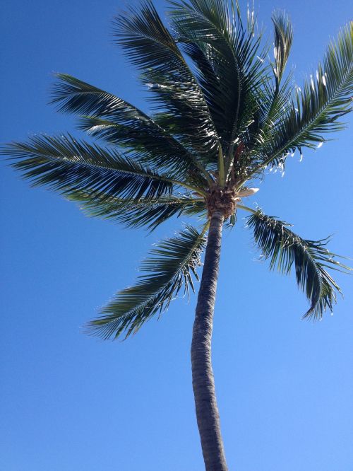 palm tree sky