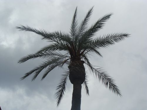 palm gray stormy