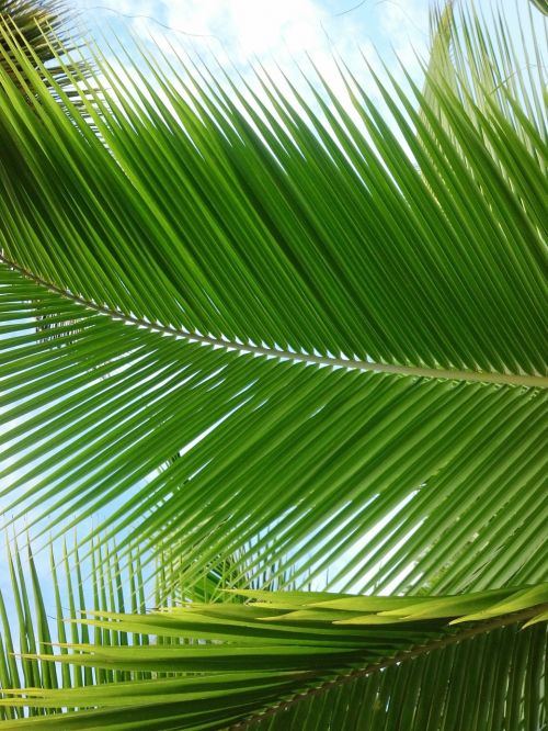 palm leaf south