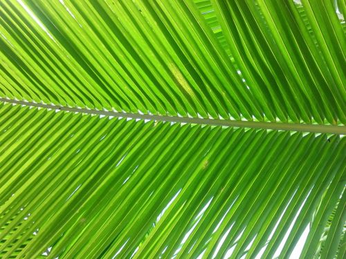 palm leaf south