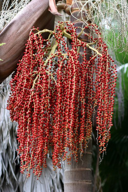 palm branch ripe red seeds