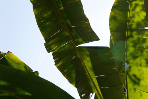 palm frond leaf