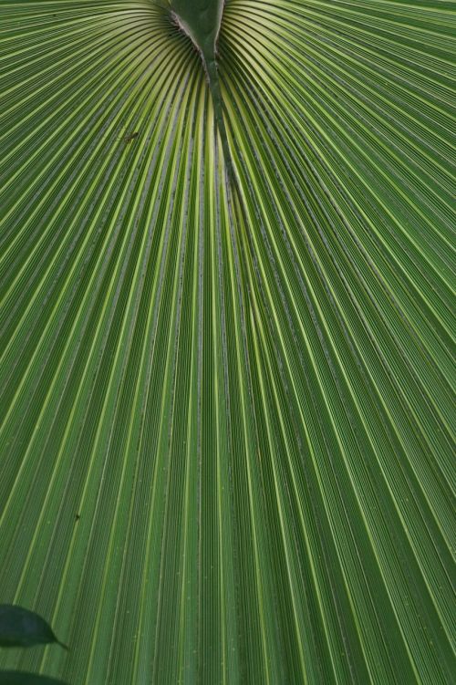 palm exotic leaf