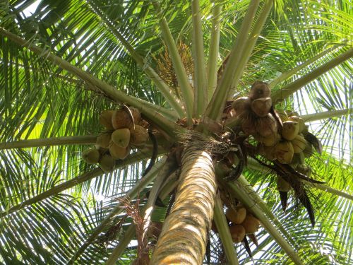 palm coconut coconut tree