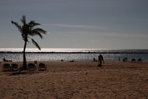 palm beach tree