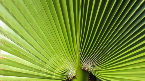 palm leaf green