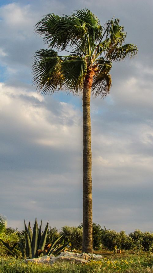 palm plant nature