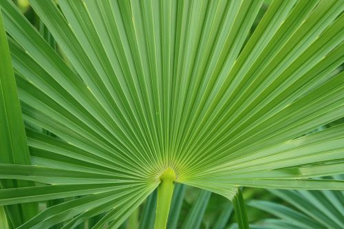 palm leaf green