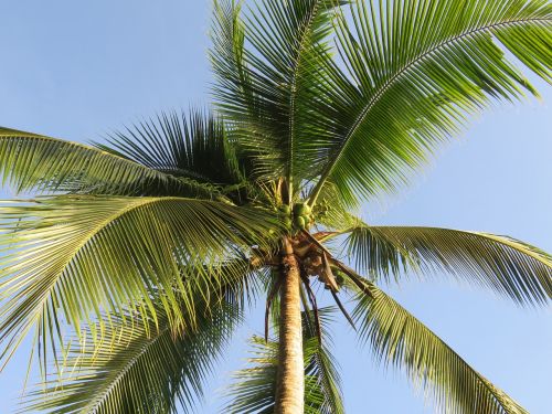 palm blue sky partly cloudy