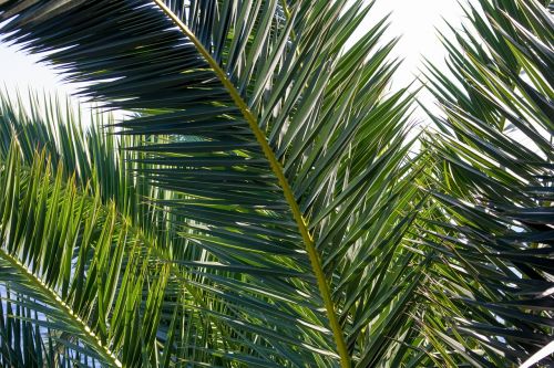 palm closeup green