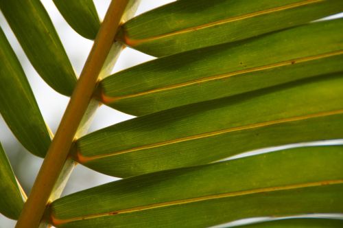 palm plant green