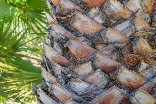 palm tribe plant