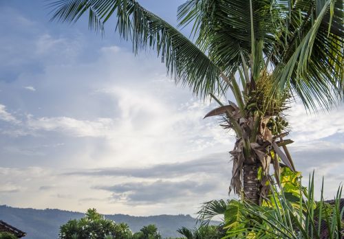 palm sky bali