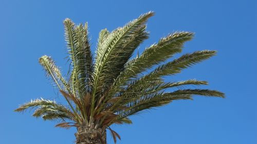 palm tree sky