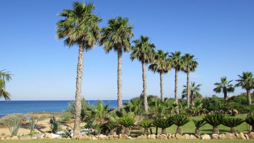 palm tree sea