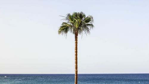 palm beach sky