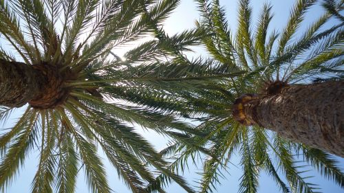 palm sunlight summer