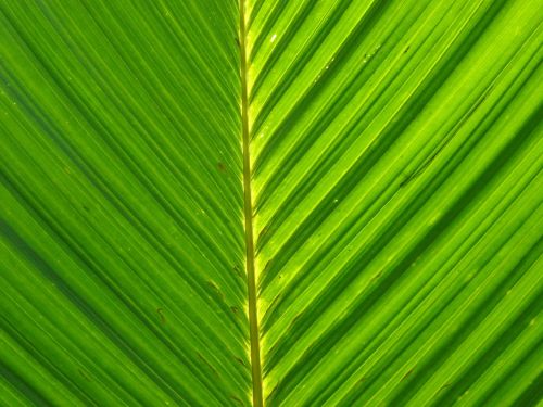 palm leaf foliage