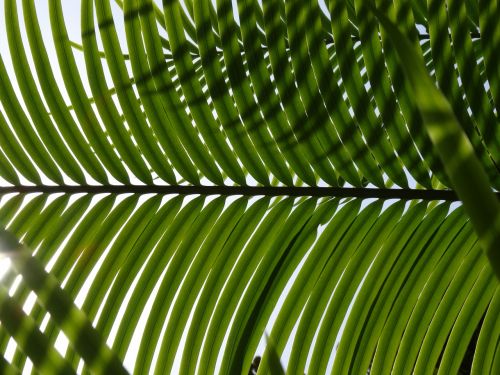 palm leaf palm leaves