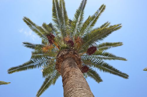palm palm fruit exotic