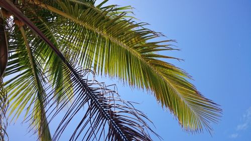 palm sky sun