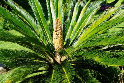 palm green plant