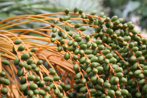 palm fruits seeds