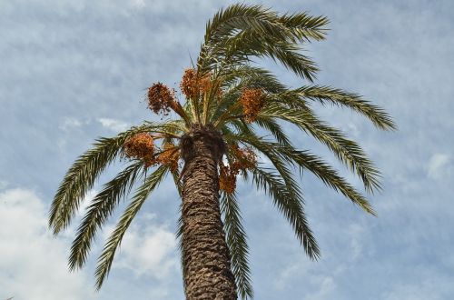 palm date-palm palm tree