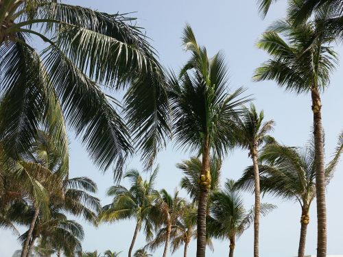 palm trees sky