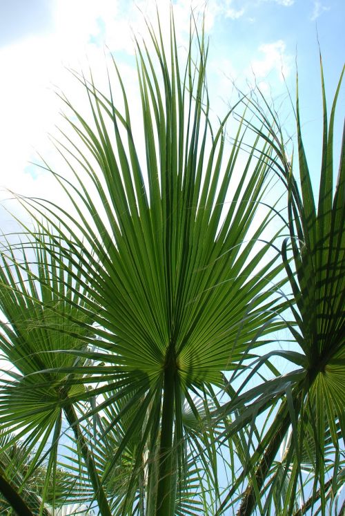 palm leaves sky