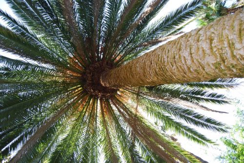 palm palm fronds plant