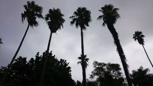 palm garden giant palm