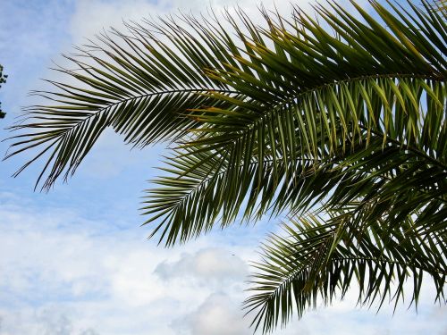 palm plant leaves