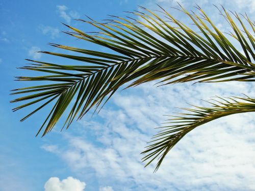 palm plant leaves