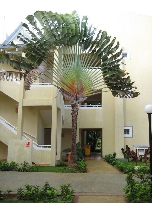 palm dominican republic samana