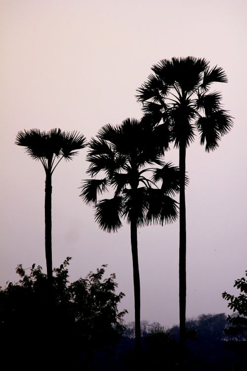 palm trees palmyra