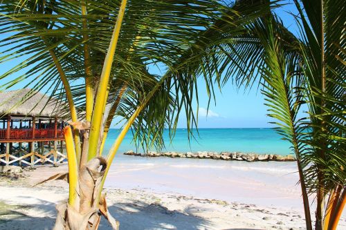 palm vacancy tropics