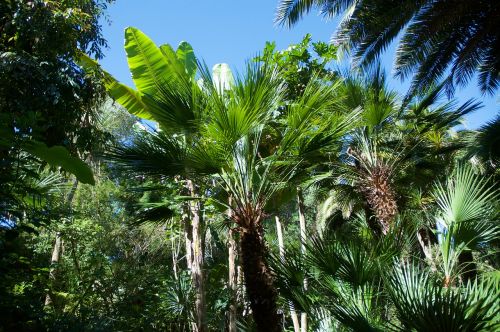 palm banana exotic garden