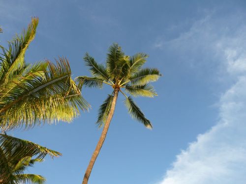 palm hawaii tree