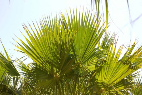 palm sky beach