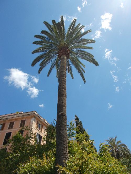 palm tree mediterranean