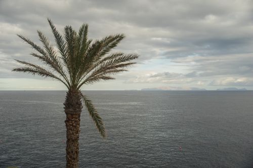 palm tree palm tree